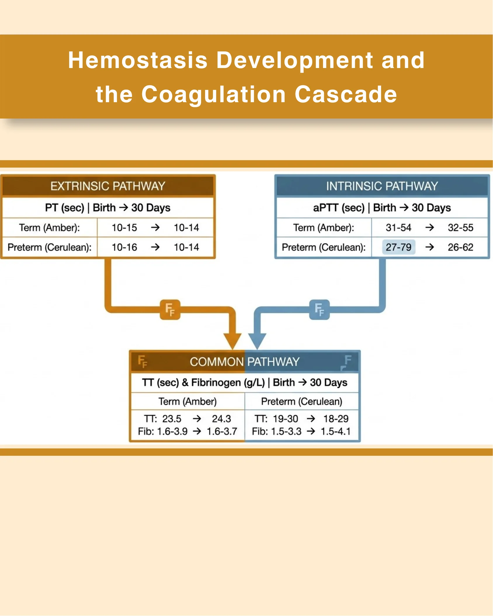 Flowchart diagram of the coagulation cascade showing extrinsic pathway (PT), intrinsic pathway (aPTT), and common pathway (TT and fibrinogen) reference values from birth to 30 days for term and preterm neonates.