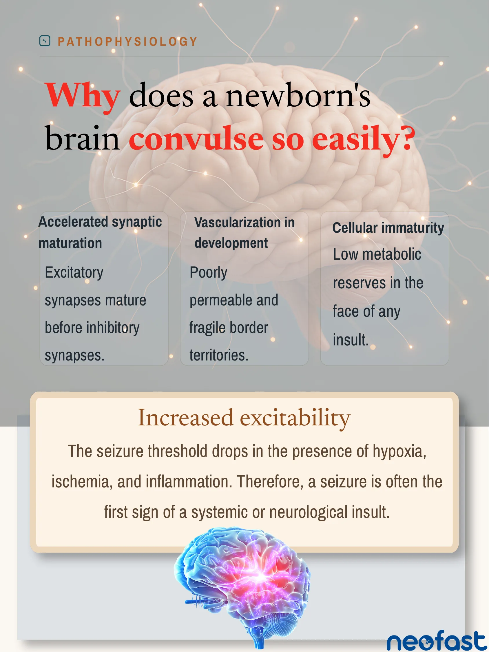 Infographic explaining why a newborn's brain convulses easily, listing accelerated synaptic maturation, vascularization in development, and cellular immaturity, with a note on increased excitability.