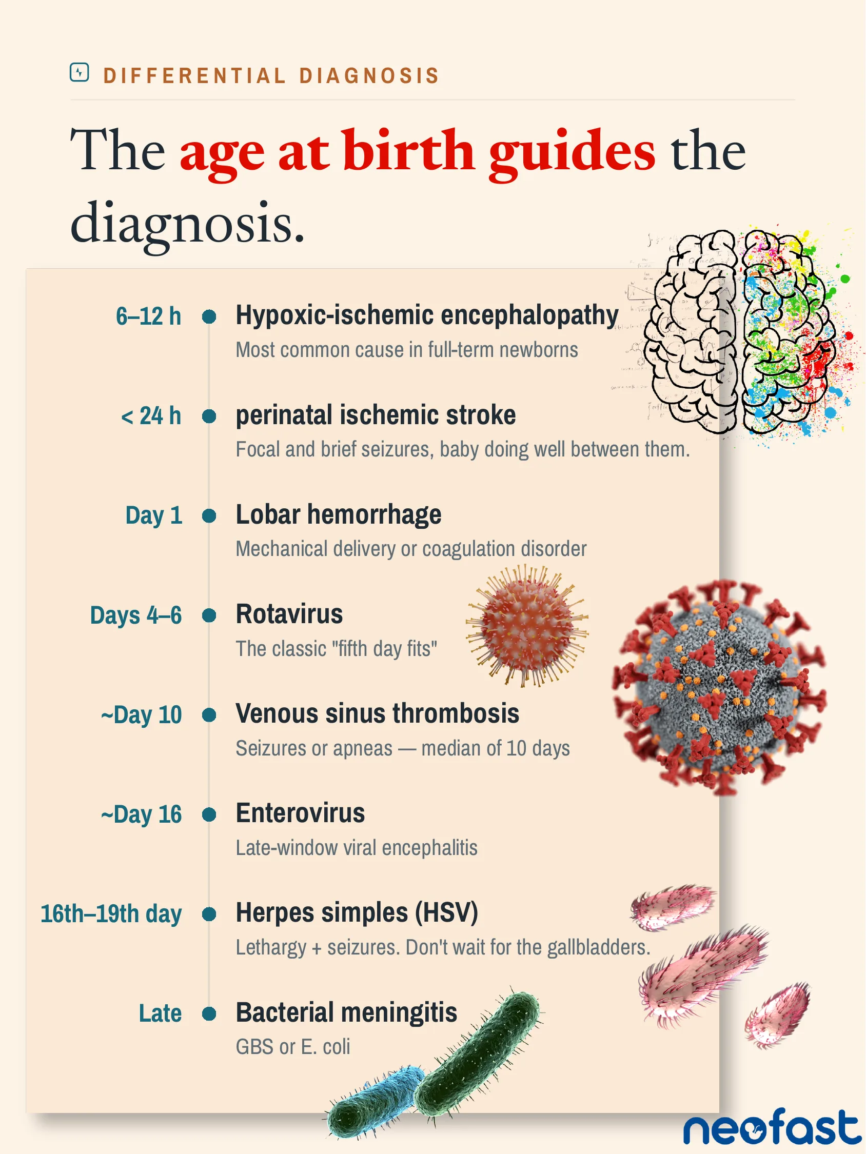 Timeline infographic showing how the timing of seizure onset after birth guides the differential diagnosis, from hypoxic-ischemic encephalopathy at 6-12 hours to bacterial meningitis late in the neonatal period.