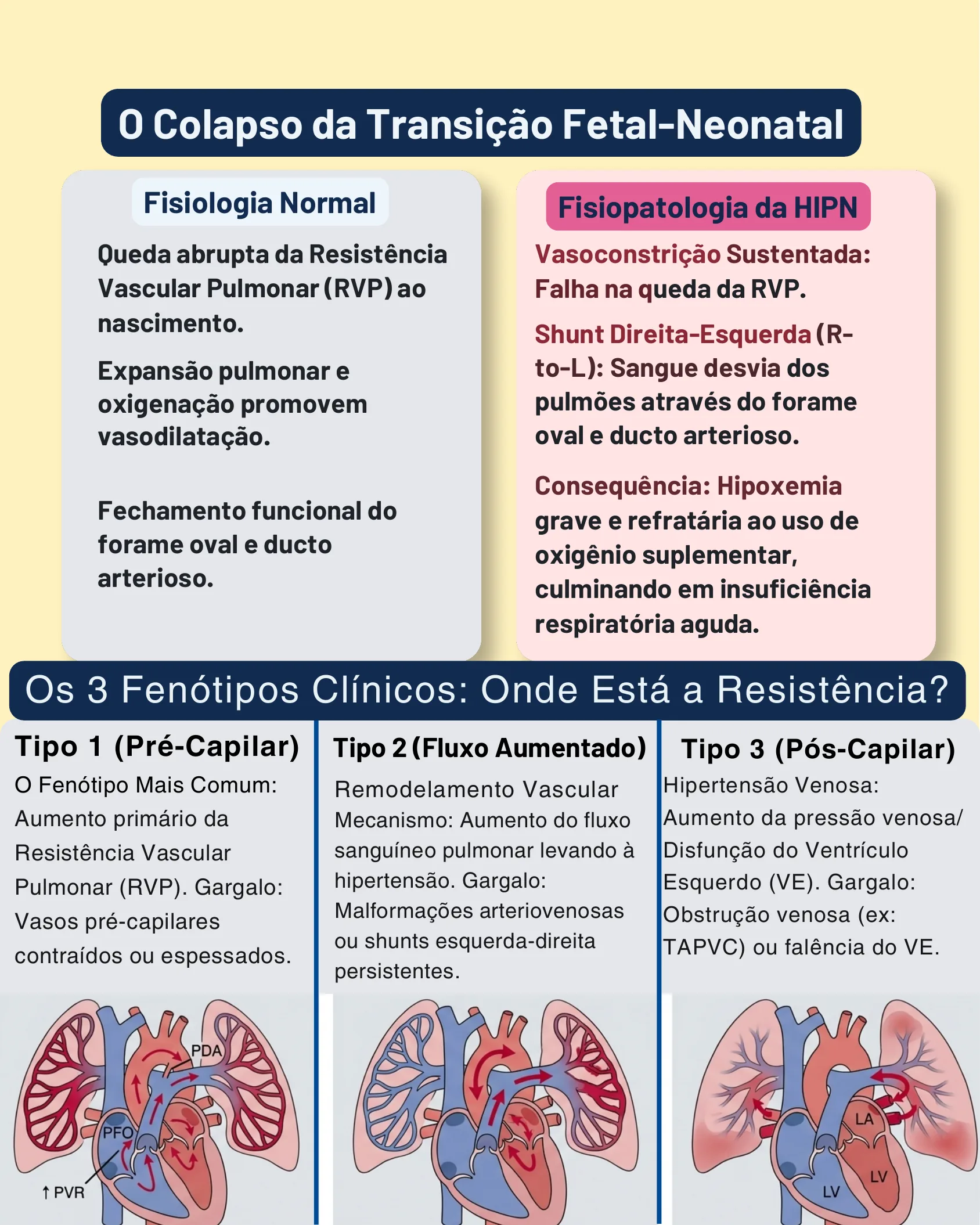 Diagram comparing normal fetal-to-neonatal circulatory transition physiology with the pathophysiology of HIPN, alongside three clinical phenotypes of resistance location illustrated with heart-lung diagrams
