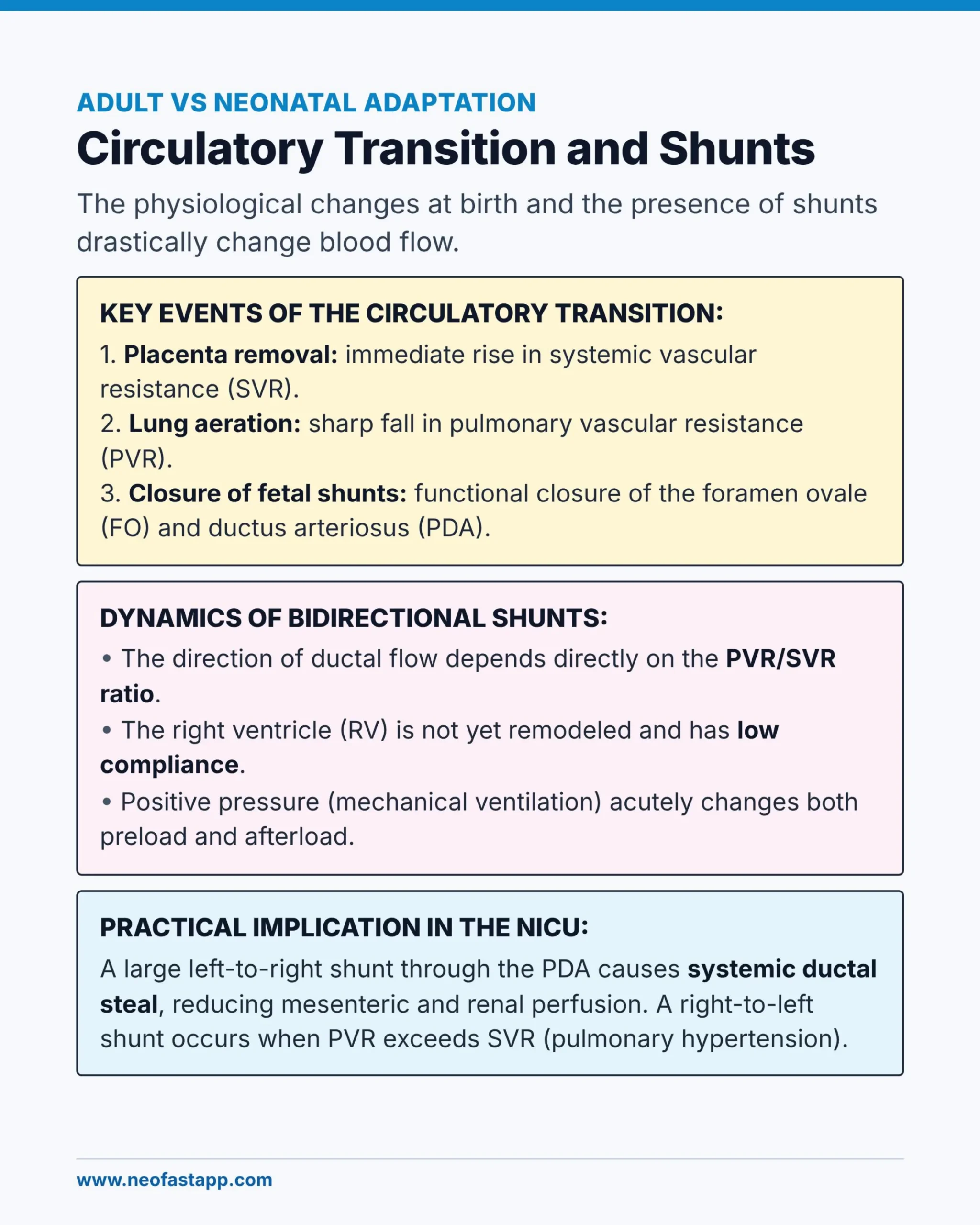 Infographic page describing key events of the circulatory transition at birth and the dynamics of bidirectional shunts through the foramen ovale and ductus arteriosus.